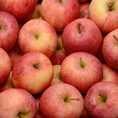 Pommes des Alpes filet de 2 Kgs